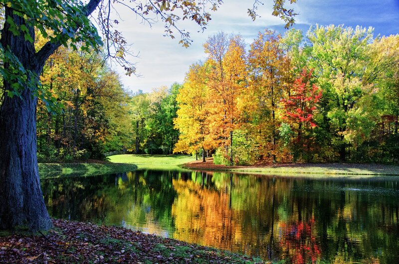 Autumn Trees by Pond — Yellow, Serene, Photograph, Fallen Leaves, Sky