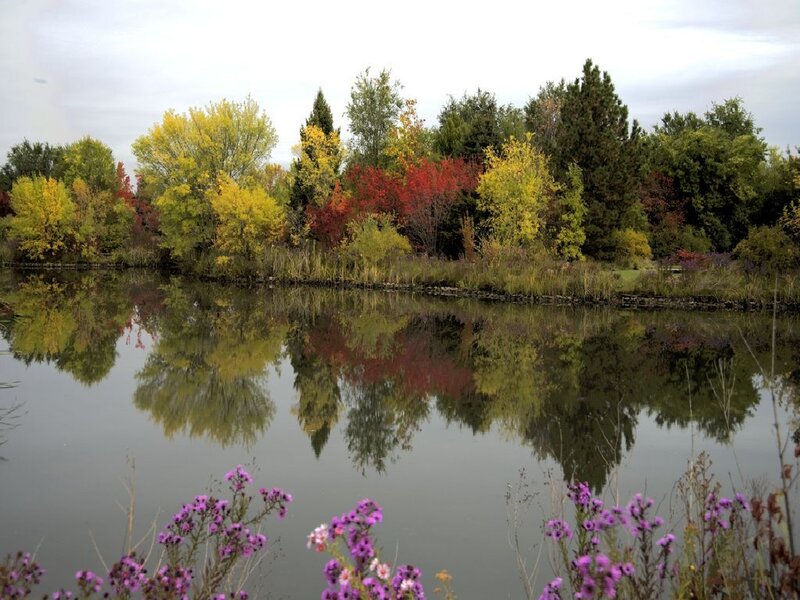 Autumn Trees by Pond — Yellow, Serene, Photograph, Flowers