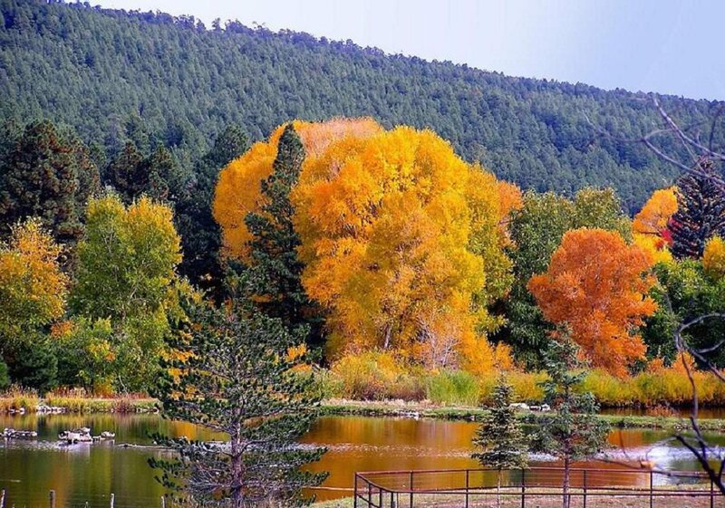 Autumn Trees by Pond — Yellow, Serene, Photograph, Forest