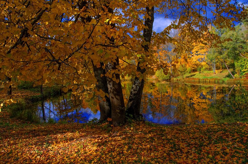 Autumn Trees by Pond — Yellow, Serene, Photograph, Leaves, Sky