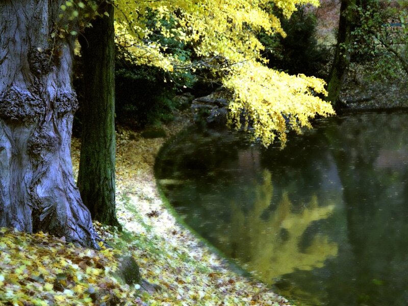 Autumn Trees by Pond — Yellow, Serene, Photograph, Leaves