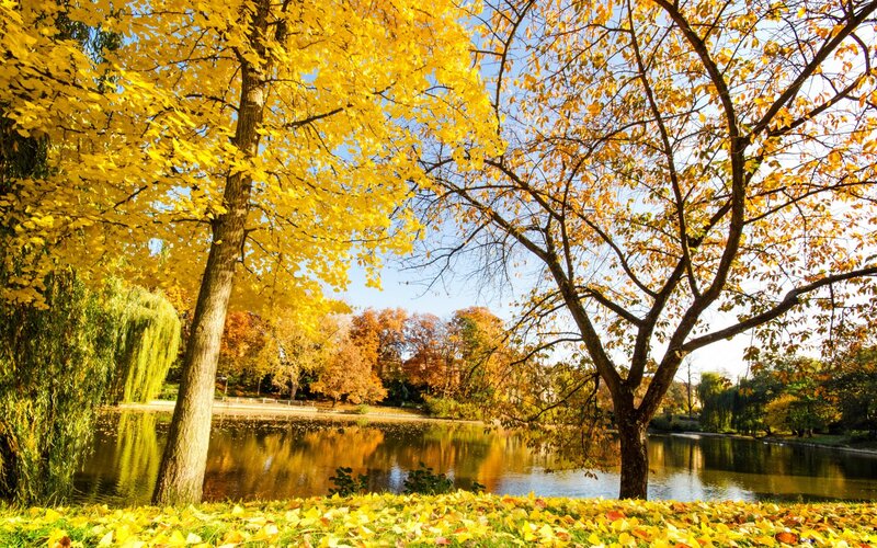 Autumn Trees by Pond — Yellow, Serene, Photograph, Leaves, Willow