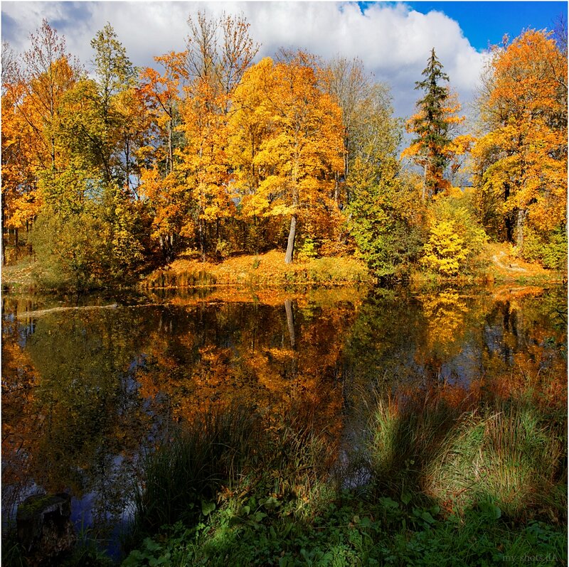 Autumn Trees by Pond — Yellow, Serene, Photograph, Reflection, Clouds