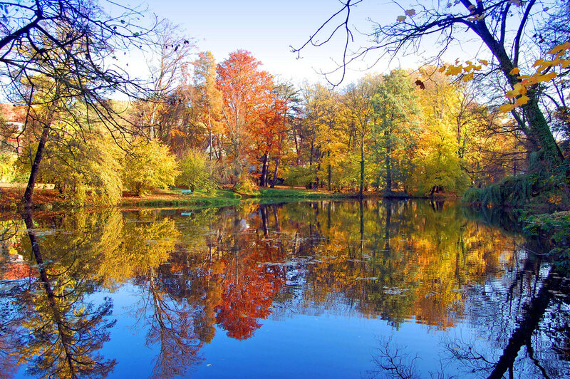 Autumn Trees by Pond — Yellow, Serene, Photograph, Reflection
