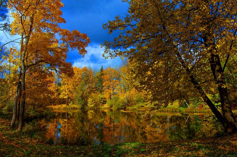 Autumn Trees by Pond — Yellow, Serene, Photograph, Sky, Leaves