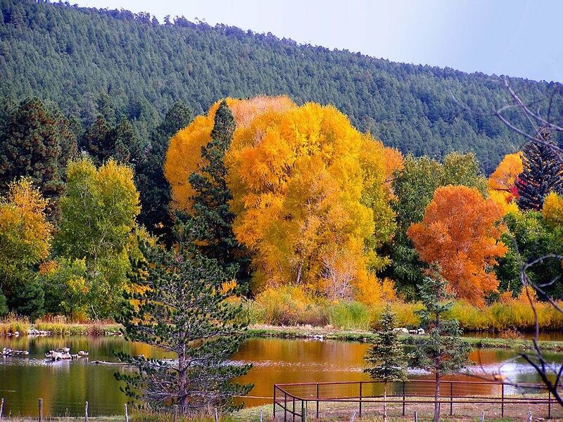 Autumn Trees by Pond — Yellow, Serene, Photograph