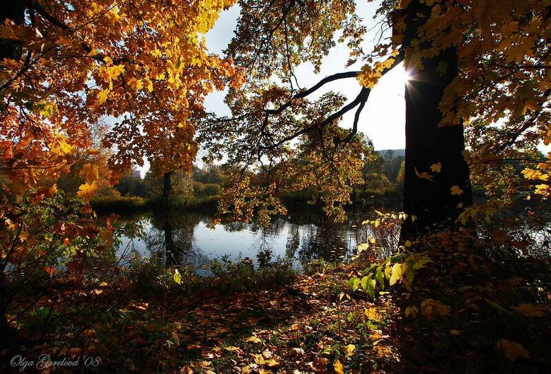 Autumn Trees by Pond — Yellow, Serene