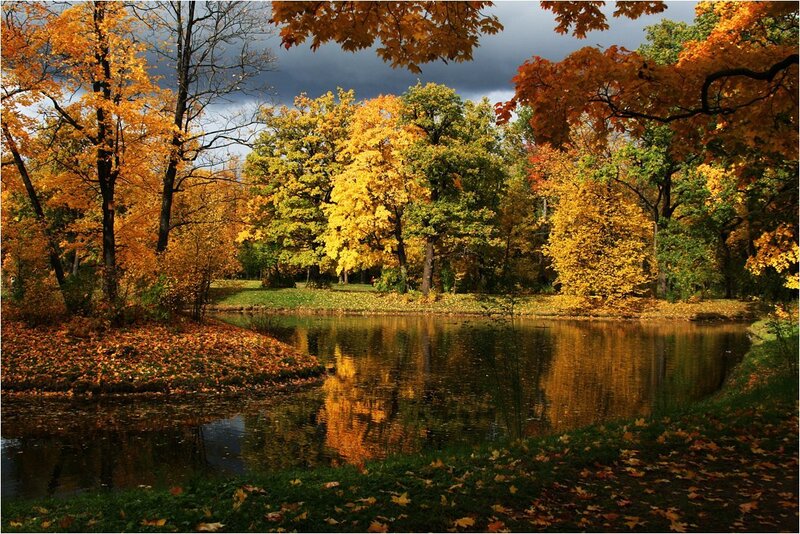 Autumn Trees by Pond — Yellow