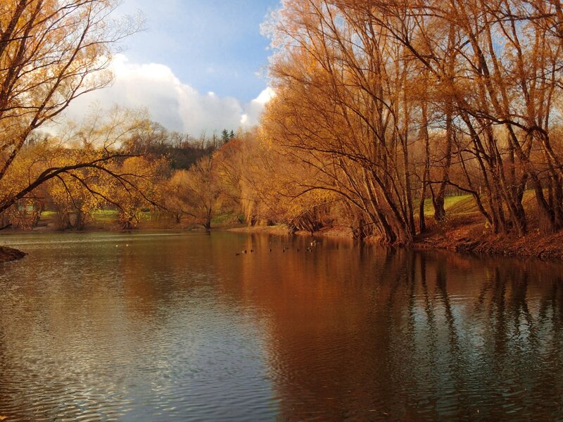 Autumn Trees by River — Gold, Serene, Photograph, Ducks