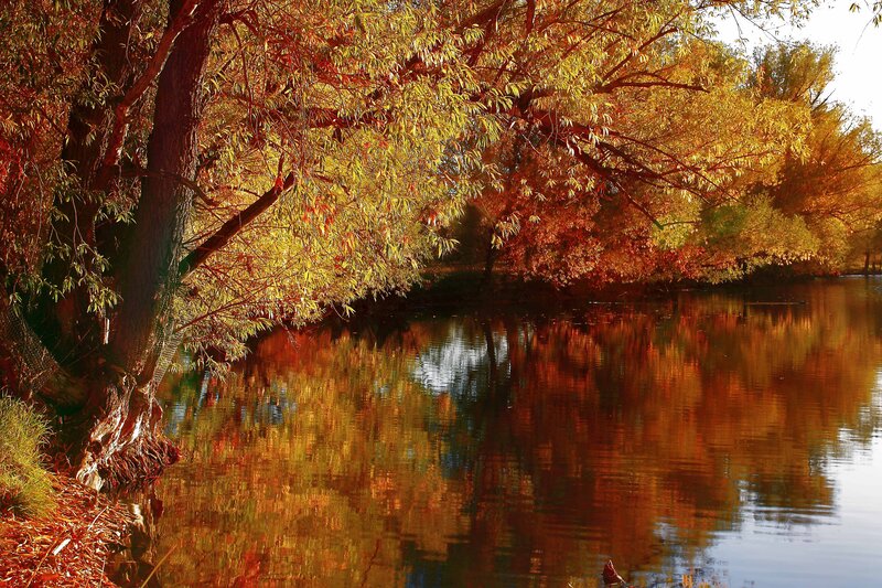 Autumn Trees by River — Gold, Serene, Photograph, Reflection