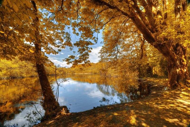 Autumn Trees by River — Gold, Serene, Photograph, Sky