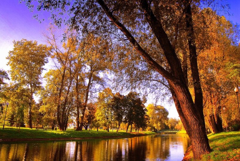 Autumn Trees by River — Gold, Serene, Photograph