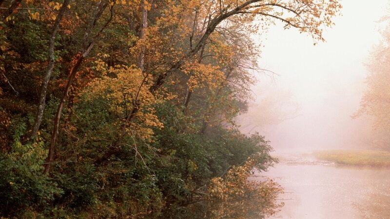 Autumn Trees by River — Green, Misty