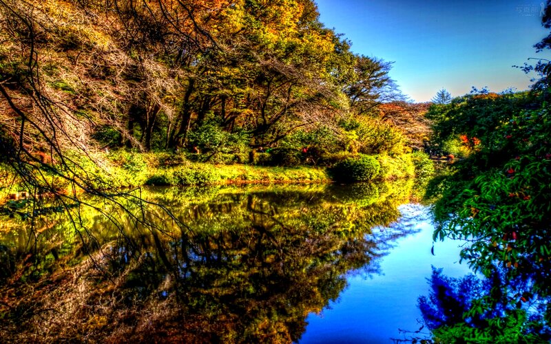 Autumn Trees by River — Green, Serene
