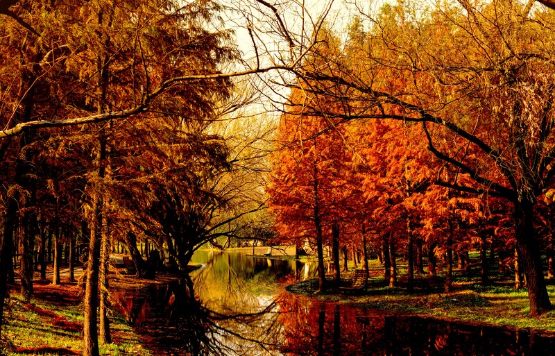 Autumn Trees by River — Orange, Serene, Photograph, Bench