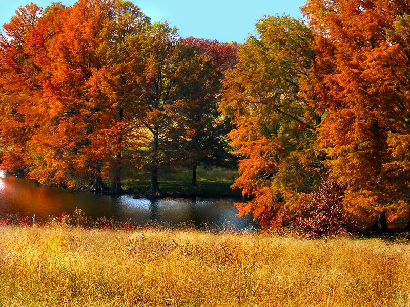 Autumn Trees by River — Orange, Serene, Photograph, Grass