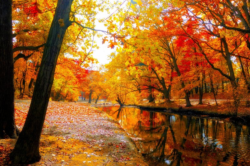 Autumn Trees by River — Orange, Serene, Photograph, Leaves, Path