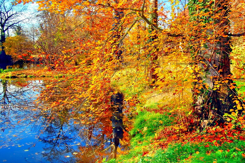 Autumn Trees by River — Orange, Serene, Photograph, Leaves, Reflection