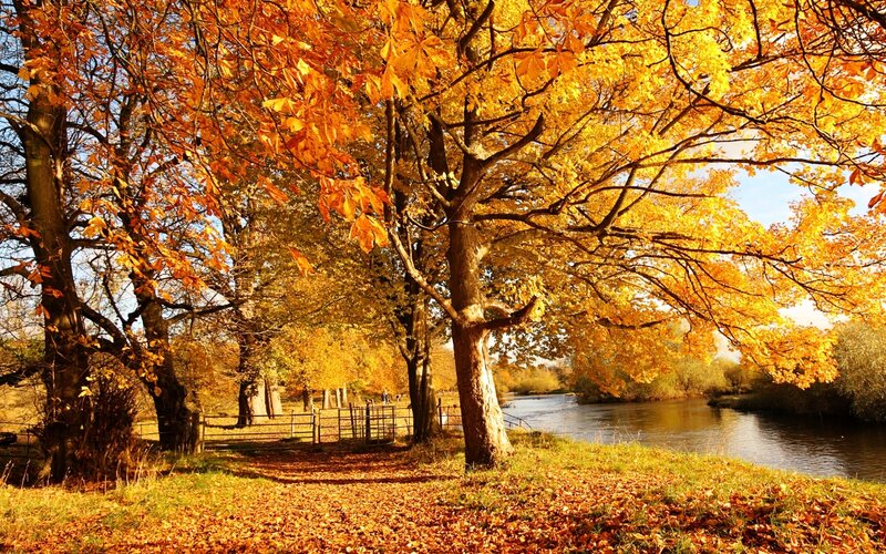 Autumn Trees by River — Orange, Serene, Photograph, Path, Gate