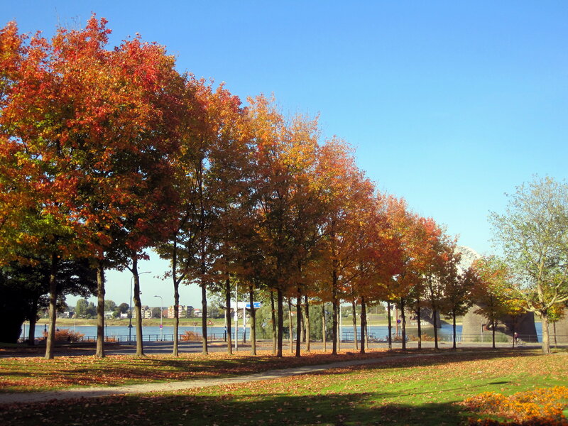 Autumn Trees by River — Orange, Serene, Photograph, Path