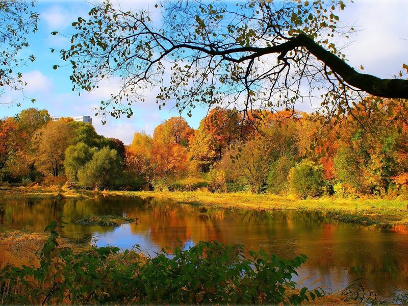 Autumn Trees by River — Orange, Serene, Photograph, Sky, Branch, Green