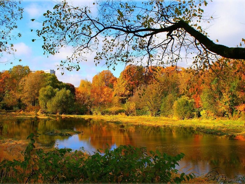 Autumn Trees by River — Orange, Serene, Photograph