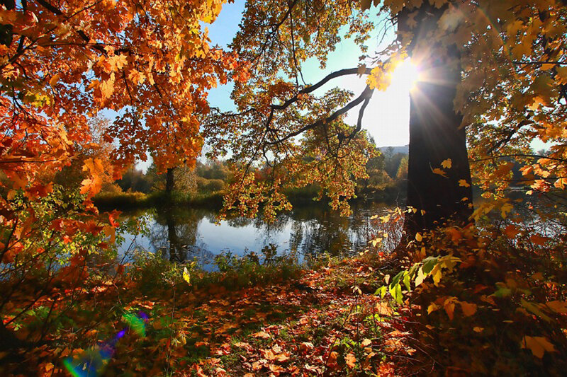 Autumn Trees by River — Orange, Serene