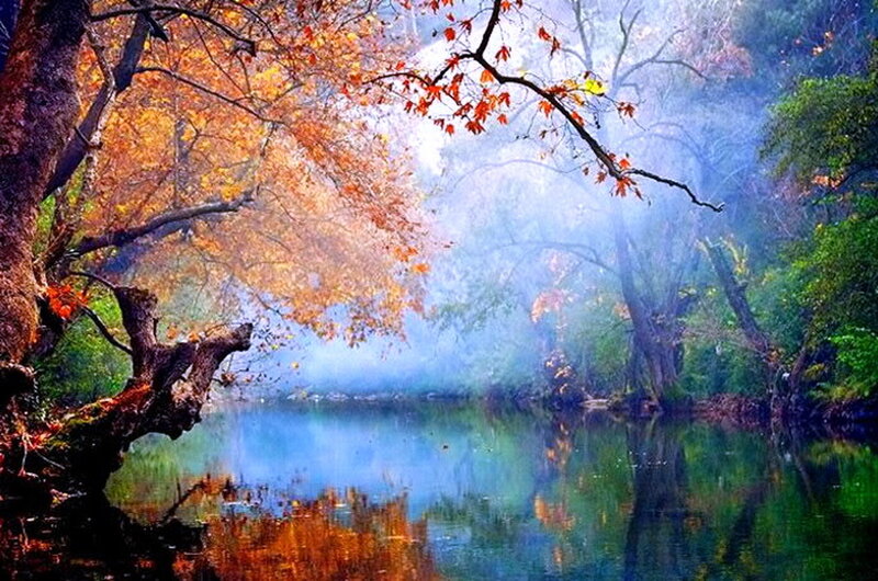 Autumn Trees by River — Orange
