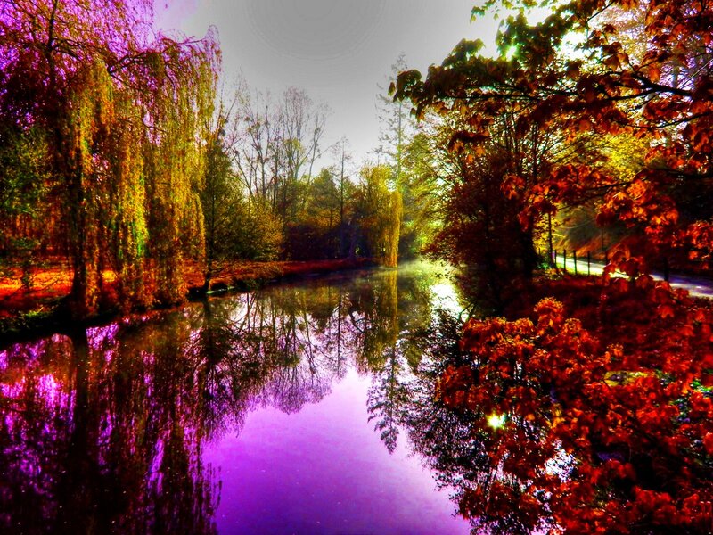 Autumn Trees by River — Purple
