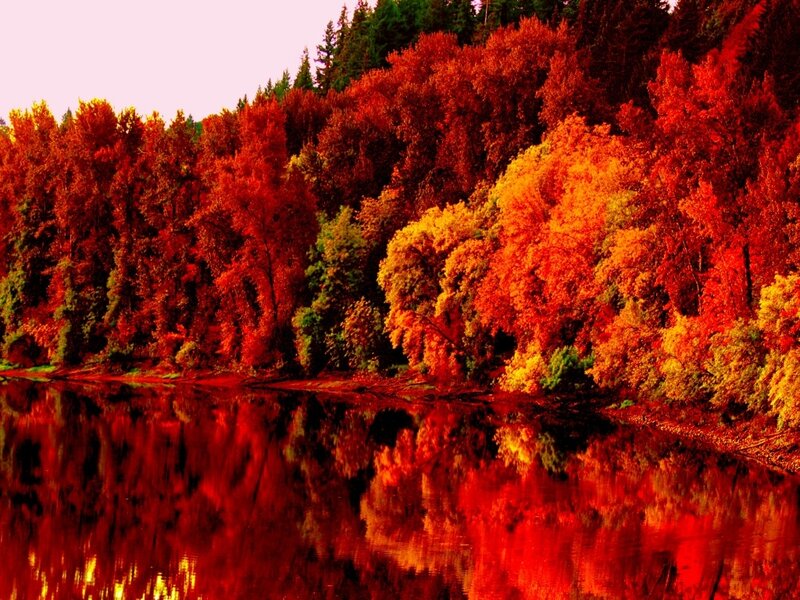 Autumn Trees by River — Red, Serene, Photograph, Forest, Reflection