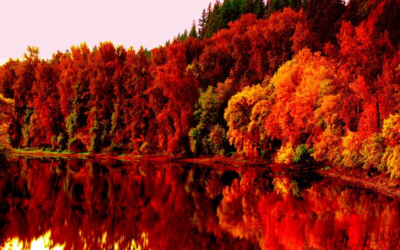 Autumn Trees by River — Red, Serene, Photograph, Forest