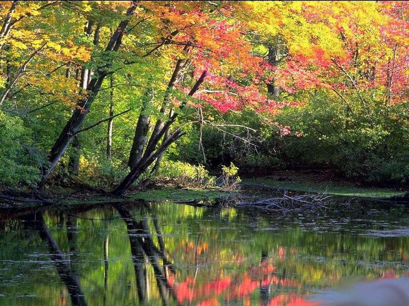 Autumn Trees by River — Red, Serene, Photograph, Leaves