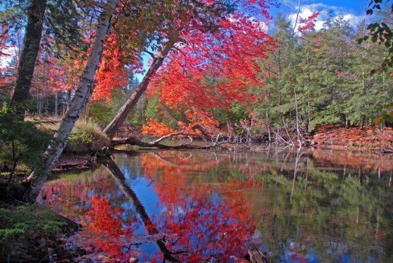 Autumn Trees by River — Red, Serene