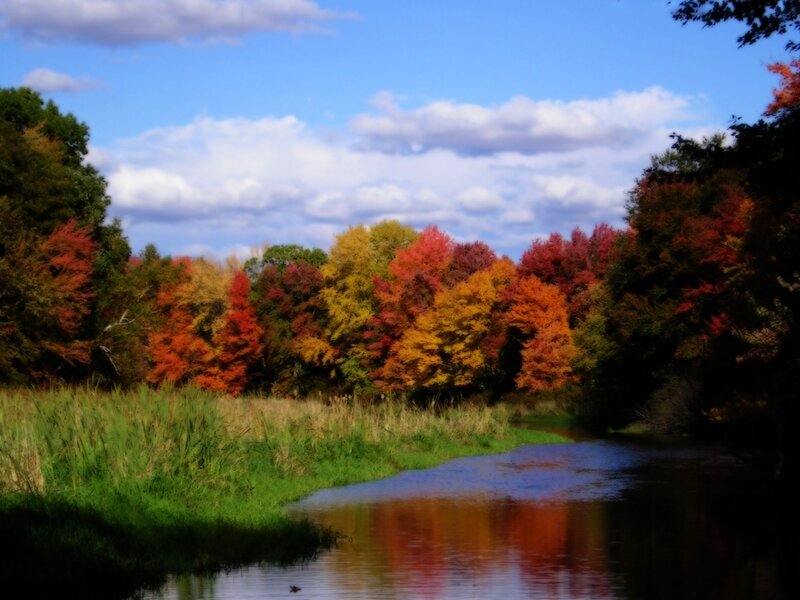 Autumn Trees by River