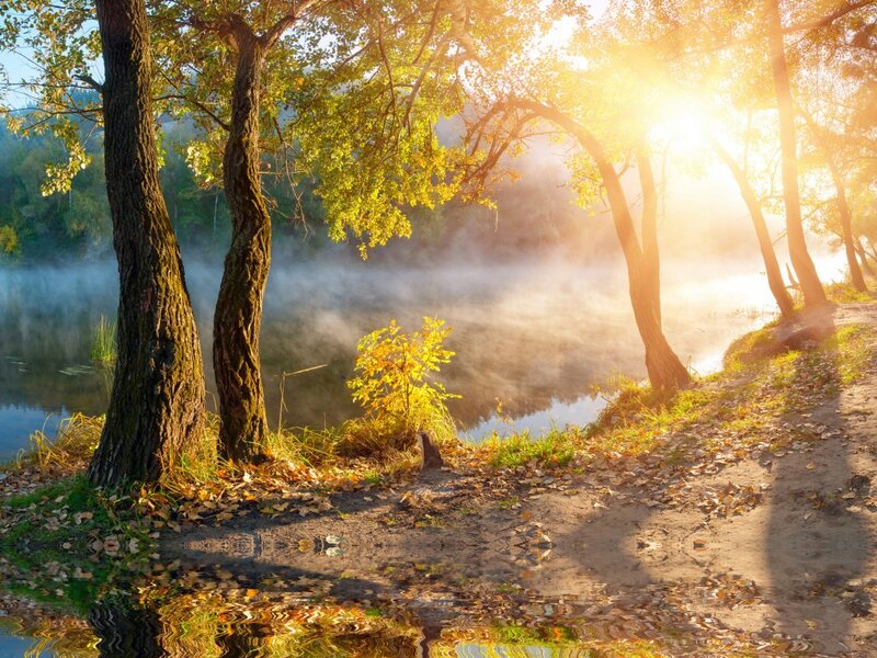 Autumn Trees by River — Yellow, Serene, Morning