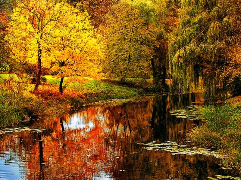 Autumn Trees by River — Yellow, Serene, Painting, Lily Pads