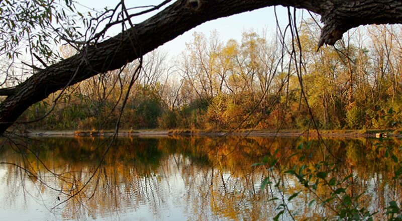 Autumn Trees by River — Yellow, Serene, Photograph, Branch