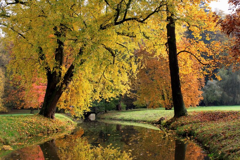 Autumn Trees by River — Yellow, Serene, Photograph, Bridge, Fallen Leaves, Orange