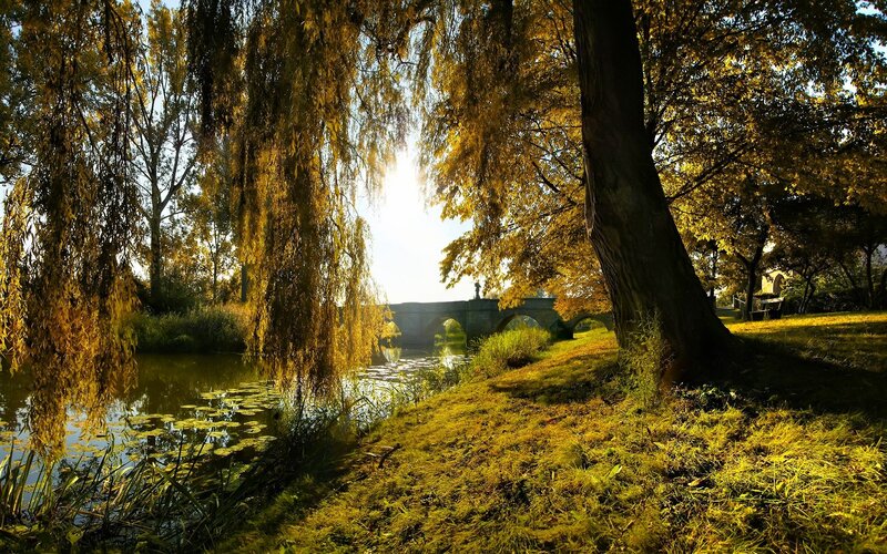 Autumn Trees by River — Yellow, Serene, Photograph, Bridge, Willow Tree