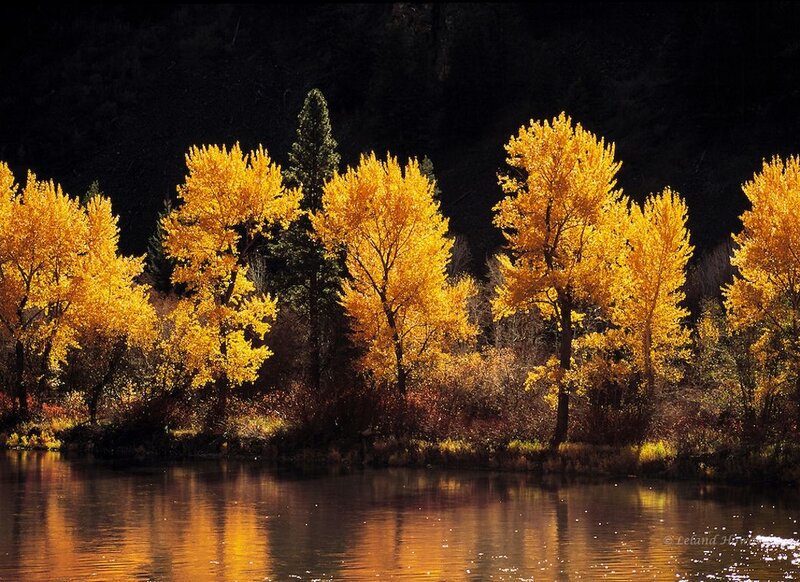 Autumn Trees by River — Yellow, Serene, Photograph, Forest
