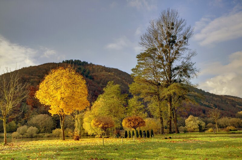 Autumn Trees by River — Yellow, Serene, Photograph, Hill