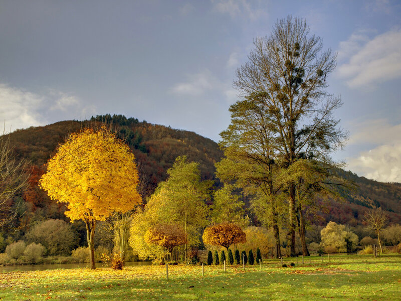 Autumn Trees by River — Yellow, Serene, Photograph, Mountain, Grass