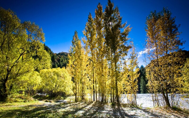 Autumn Trees by River — Yellow, Serene, Photograph, Mountain