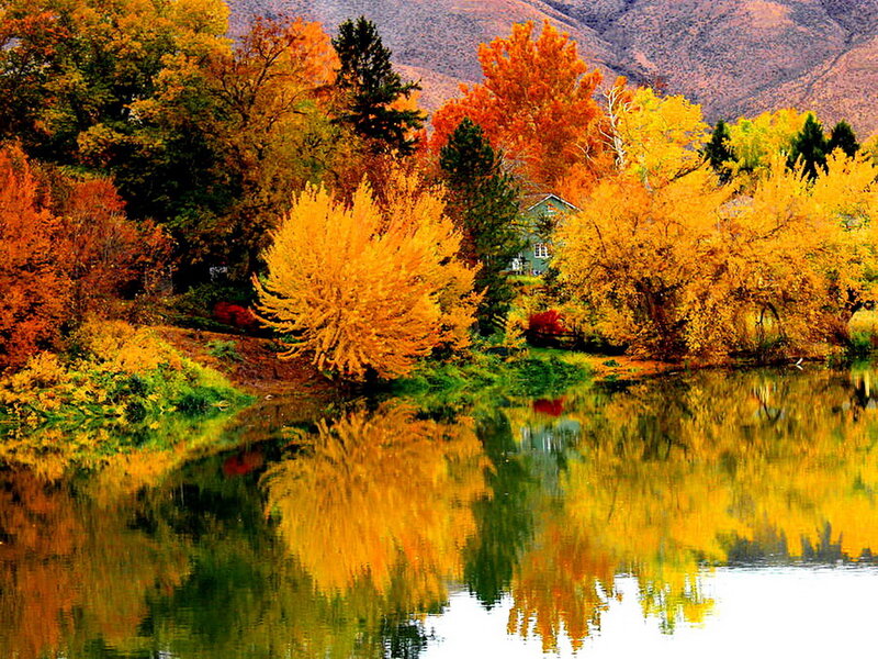 Autumn Trees by River — Yellow, Serene, Photograph, Mountains