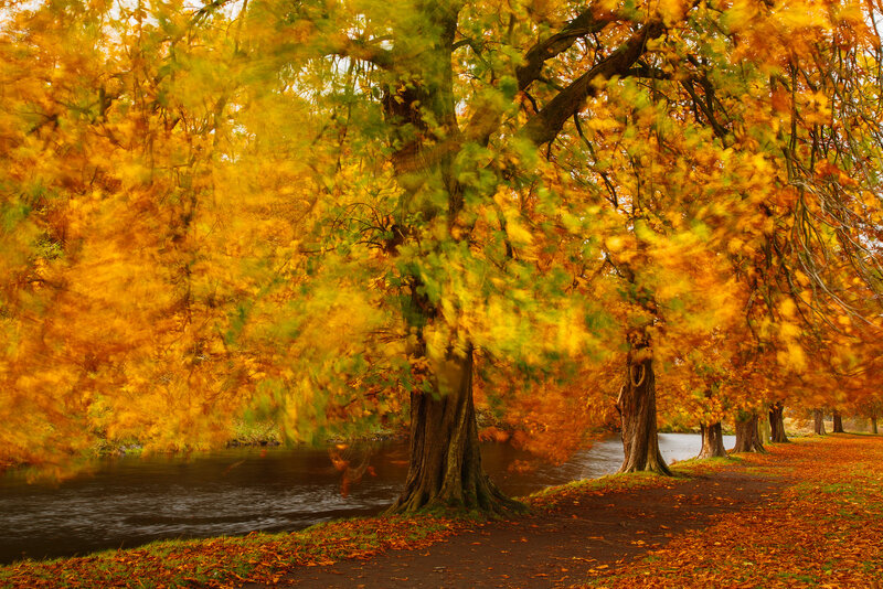 Autumn Trees by River — Yellow, Serene, Photograph, Path, Leaves