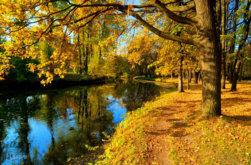 Autumn Trees by River — Yellow, Serene, Photograph, Path