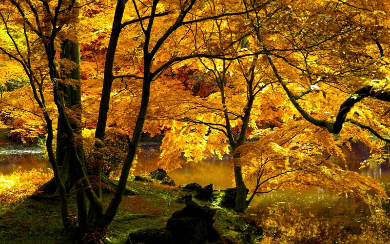 Autumn Trees by River — Yellow, Serene, Photograph, Rocks