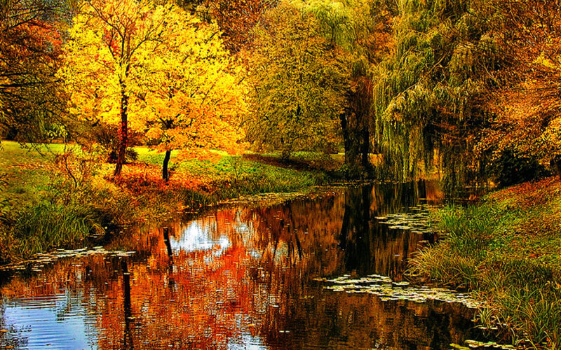 Autumn Trees by River — Yellow