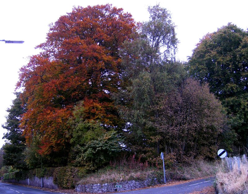 Autumn Trees by Road — Orange