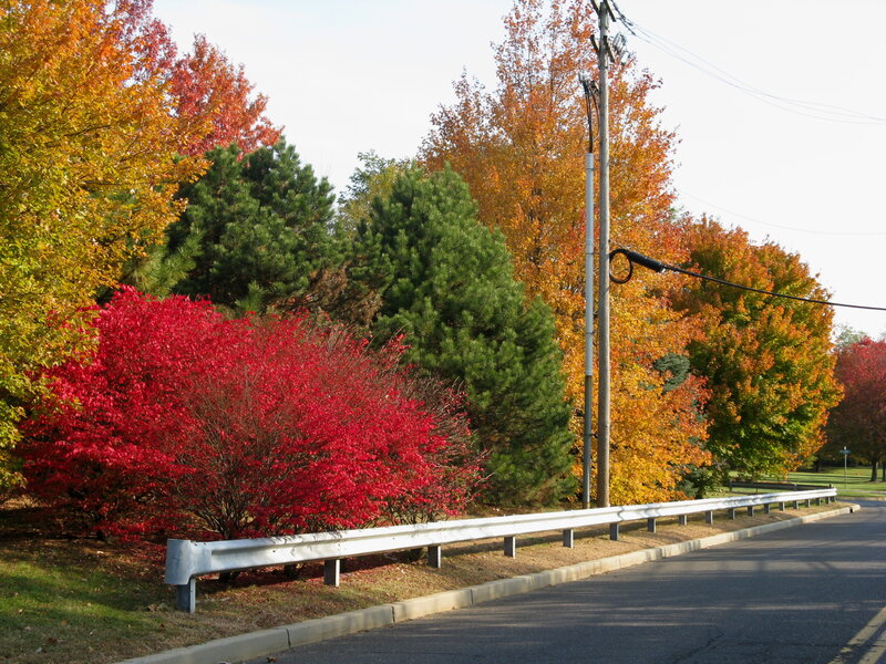 Autumn Trees by Road — Red